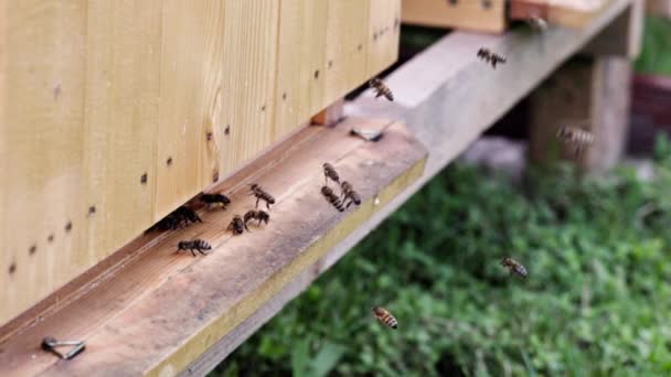 有益な昆虫のマクロの世界 ハイブのすぐ隣のハチの6回のスローモーションのビュー — ストック動画