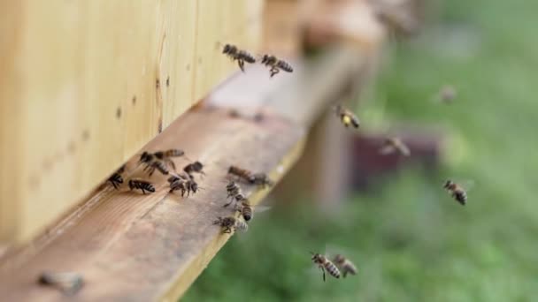 用六倍的慢动作拍摄蜜蜂的电影胶片 有利昆虫的宏观世界 整个夏天是采集花蜜和花粉的季节 — 图库视频影像