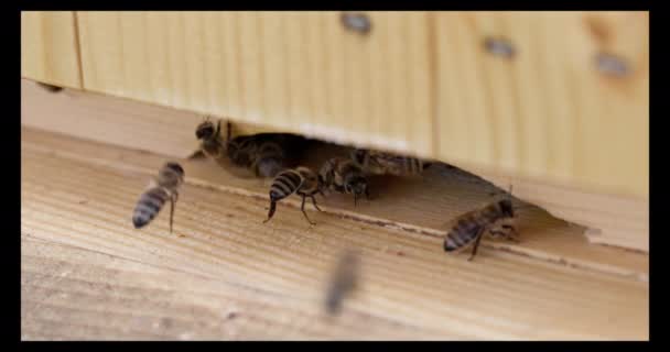 蜂窝的近景 蜜蜂带着食物走进蜂窝 出来寻找新的食物 — 图库视频影像