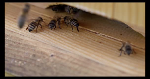 Κάποιες Μέλισσες Φυλάνε Την Είσοδο Της Κυψέλης Και Κάποιες Πετούν — Αρχείο Βίντεο