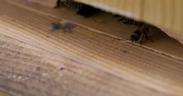 Чотирикратний Повільний Вид Бджіл Які Прибувають Виходять Вулика Пізня Весна — стокове відео