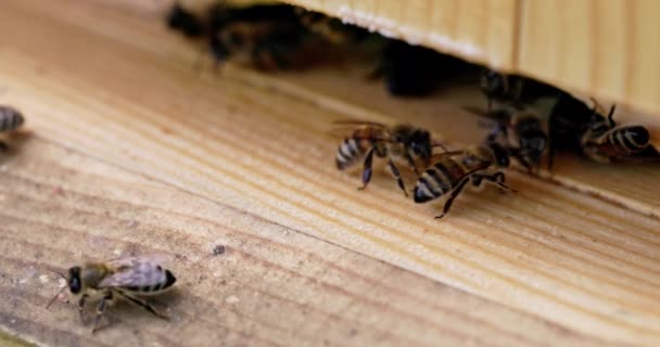 一段录像 记录了四重慢动作 来自有益昆虫的世界 蜜蜂通过用纤细的触角相互接触来传递信息 — 图库视频影像