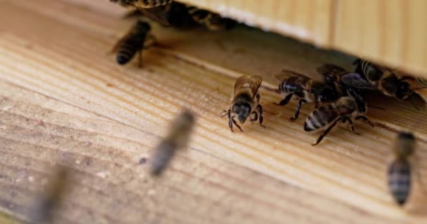 在放大镜下 你可以看到蜜蜂进出蜂窝 从非常近的地方看到的有益昆虫的世界 — 图库视频影像
