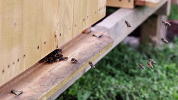有利昆虫的宏观世界 在蜂房旁边飞行的蜜蜂的六倍慢动作的景象 — 图库视频影像