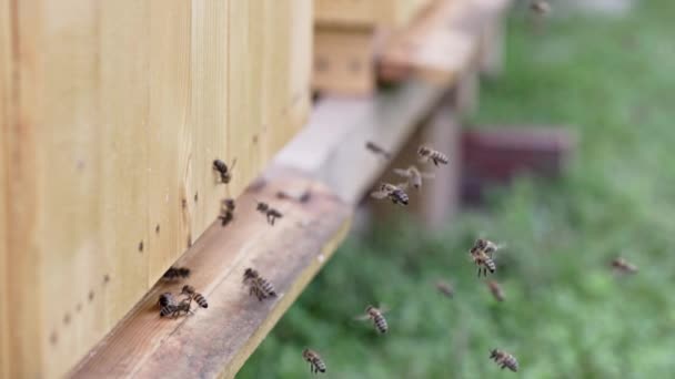 看到蜜蜂在蜂箱入口以六倍的慢动作飞行 宏观上有益昆虫的世界 — 图库视频影像