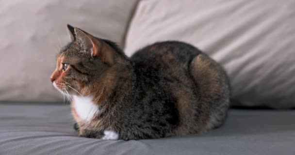 Dachshund Cinsinden Bir Kedi Hareketsiz Yatar Yavaşça Uykuya Dalarak Sola — Stok video