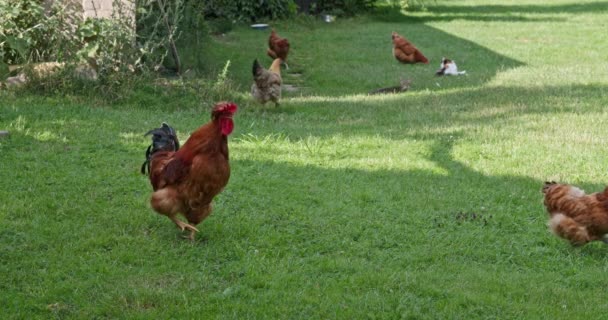 庭の周りを歩いている間 ロースターカラスは 誰がここで担当しているかを発表します 2番目の女性は2匹の猫と数匹の鶏が歩いている姿を示しています — ストック動画