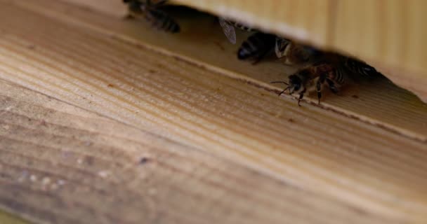 Чотирикратний Повільний Вид Бджіл Які Прибувають Виходять Вулика Пізня Весна — стокове відео