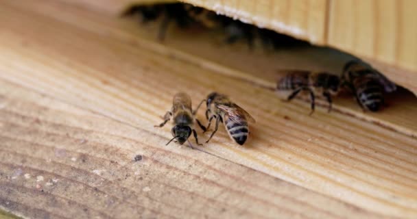有益な昆虫の世界からの4倍の遅い動きで記録されたビデオ ミツバチは繊細な感覚で互いに触れ合って情報を伝達する — ストック動画