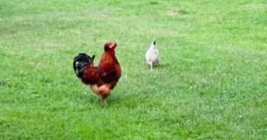 Bahçede dolaşırken horoz ötüyor ve burada kimin yetkili olduğunu bildiriyor. İkinci kadın etrafta iki kedi ve birkaç tavuk gezdiriyor..