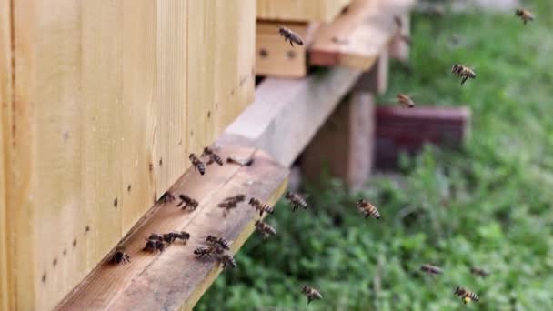 Вид Літаючих Бджіл Шість Разів Повільніший Прямо Біля Входу Їхнього — стокове відео