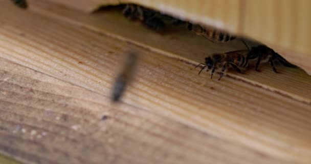 Čtyřnásobný Zpomalený Pohled Včely Přijíždějící Opouštějící Pozdě Jaře Začátkem Léta — Stock video