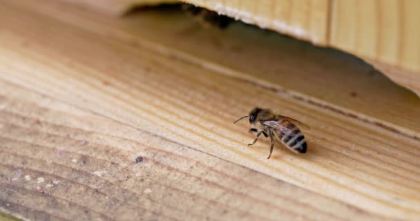 Відео Записане Чотирикратному Повільному Русі Світу Корисних Комах Бджоли Передають — стокове відео