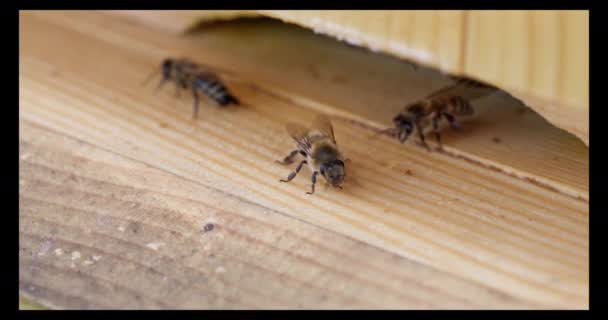 Несколько Пчёл Постоянно Идут Входу Улей Наблюдают Входит Уходит Макро — стоковое видео
