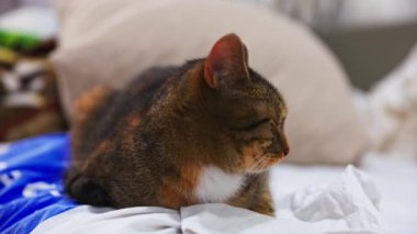 Genç dişi kedi oturur ve sert bakar ve sonra uykuya dalıp uykuya dalar. Kahverengi çizgili ve beyaz benekli kısa ceket..