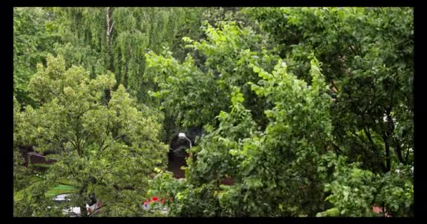 Yağmur Mevsiminde Ağaçların Yaprakları Parlak Islaktır Hatırı Sayılır Bir Yükseklikten — Stok video