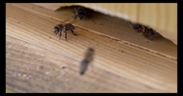 ハチが食べ物を持って来るハチからの出口の非常に近い眺めは 次に蜜のために飛び去ります ハイブのマクロビュー — ストック動画