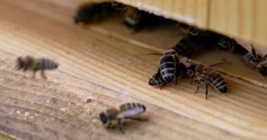 Kovan çıkışının ve etrafında toplanan arıların makro görüntüsü. Video dört kat ağır çekimde kaydedildi. Doğal dünya çok yakın ve yavaş çekimde.