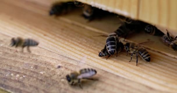 从宏观上看蜂箱的出口和蜂箱周围聚集的蜜蜂 这段录像是以四重慢动作录下来的 自然界从非常接近和缓慢的运动 — 图库视频影像
