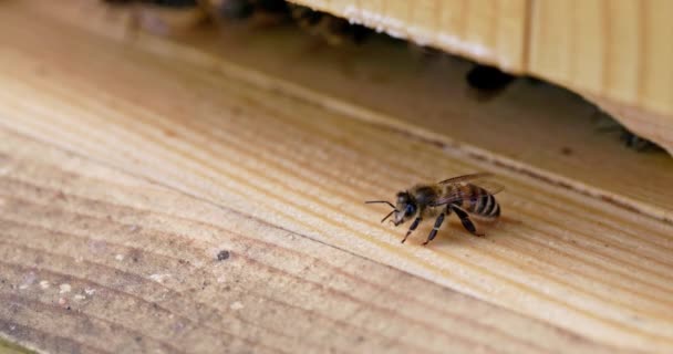 蜂群的入口站着一只蜜蜂 帮助其他蜜蜂降落 自然界中有益昆虫的宏观世界 — 图库视频影像