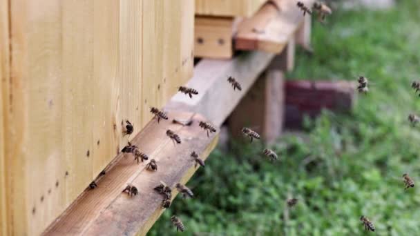看到蜜蜂在蜂箱入口以六倍的慢动作飞行 宏观上有益昆虫的世界 — 图库视频影像
