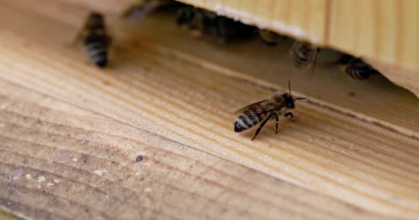 Czterokrotnie Wolniejszy Widok Pszczoły Strzegącej Wejścia Ula Nagranie Zrobione Poczwórnym — Wideo stockowe