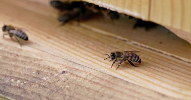 蜂房入口有一只蜜蜂守卫的宏观视图 在有益昆虫的世界上以四重慢动作拍摄的录像 — 图库视频影像