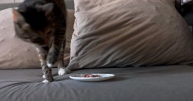 Ayakta duran kedi, sanki ilk seferinde yemediği yiyecekleri saklamak istermiş gibi tırmalıyor. Kedi familyasından evcil küçük bir yırtıcı evde..