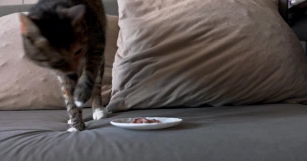 Ayakta Duran Kedi Sanki Ilk Seferinde Yemediği Yiyecekleri Saklamak Istermiş — Stok video