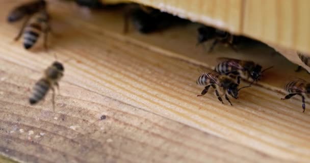 蜂群在蜂房入口处守卫着蜜蜂的四重慢动作画面 一段四重慢动作的录像 从非常近的地方看到的有益昆虫的世界 — 图库视频影像