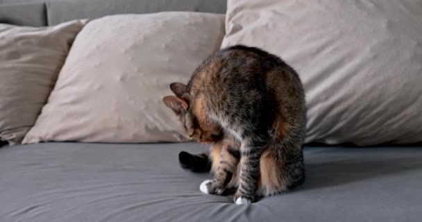 Cat Sits Sofa Washes Her Fur Her Tongue Cat Taking — Stock Video