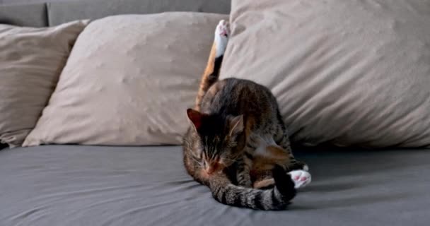 Daily Personal Hygiene Cats Begins Just Bedtime Sitting Female Cat — Stockvideo