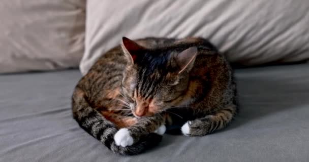 Side Close View Cat Curled Washing Her Fur Her Front — Stock Video