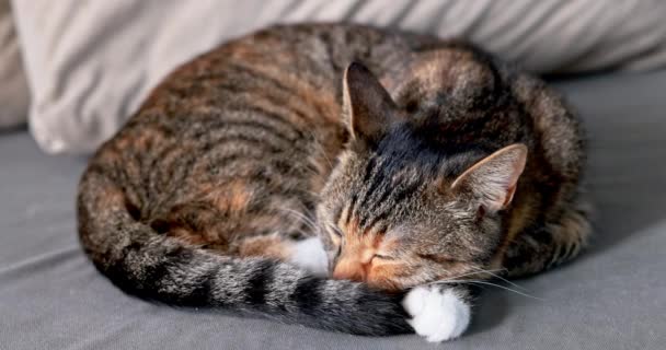猫はボールに巻き込まれたソファーで寝ている ボールに巻き込まれて目を閉じているダフサンド猫のクローズアップビュー — ストック動画