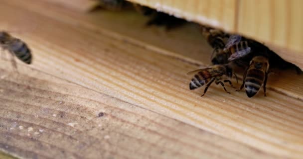 许多蜜蜂走过蜂窝的入口 有一只蜜蜂带着采集到的花粉进入了特殊的小窝 — 图库视频影像