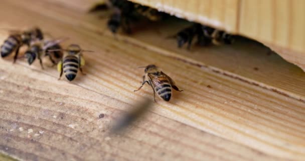蜂房入口有一只蜜蜂守卫的宏观视图 在有益昆虫的世界上以四重慢动作拍摄的录像 — 图库视频影像