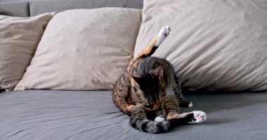 Evcil bir dişi kedi kanepede oturur ve sabah arka bacağındaki kürkü yıkar. Gözleri kapalıyken, dachshund memelisi hijyeniyle ilgilenir..