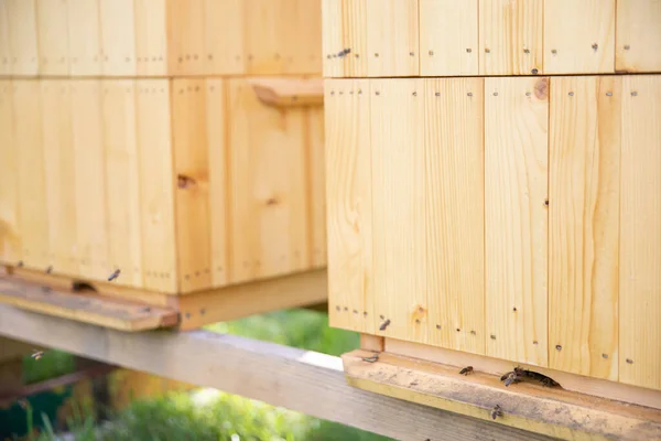 Μέλισσες Είναι Ωφέλιμα Έντομα Παραγωγής Μελιού Θέα Μιας Ξύλινης Κυψέλης — Φωτογραφία Αρχείου