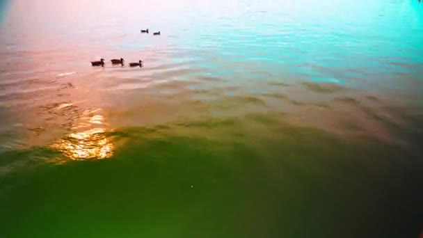绿色和奶油色粉红色的水 用延时录像把野鸭漂浮在湖上 — 图库视频影像