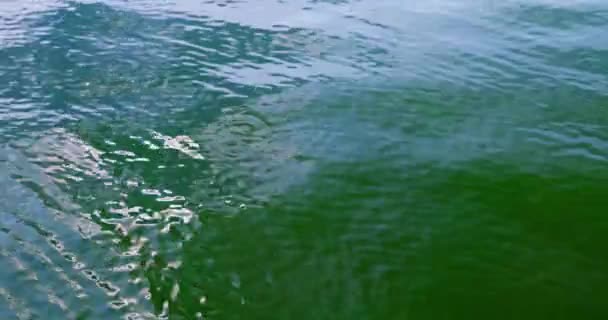 在一个相当平静的湖上 一片片波涛汹涌的水的近照 由于有海藻 湖中的水是不透明的 而且很暗 — 图库视频影像