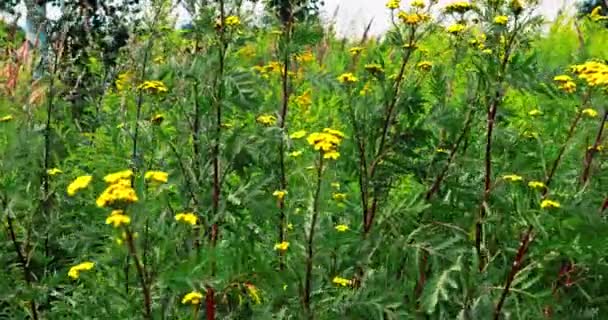 Tansy Medicinal Herb Green Stem Yellow Flowers Grows Wild Fallow — Stock Video