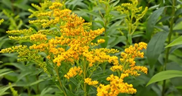Abundant Flowering Solidago Gigantea Close View Perennial Plants Yellow Flowers — Stock Video