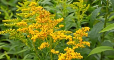 Yakından bakınca bol çiçekli bir solidago devi çayı. Uzun ömürlü bitkiler bitkisel ilaçlarda ve arıcılıkta mükemmel bir sonbahar yiyeceği olarak kullanılır..