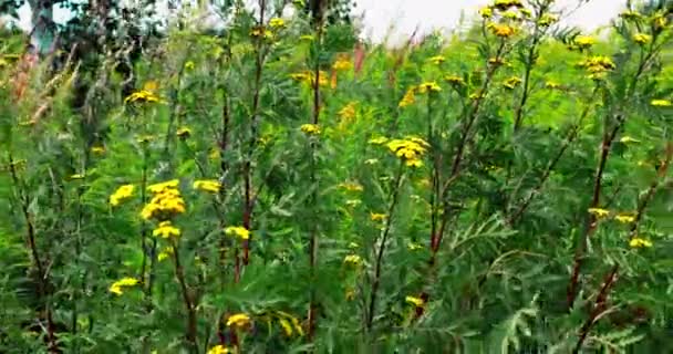 タンシーは緑の茎と黄色の花を持つ薬用ハーブです それは秋のフィールドで野生に育ち 夏の終わりと秋に大きく咲きます — ストック動画