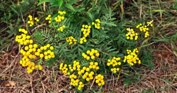 Birds Eye View Yellow Flowers Vertica Gently Swaying Vetiver — Stock Video