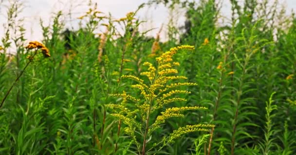 Perennial Plant Called Solidago Gigantea Which Used Herbal Medicine Flowering — Stock Video