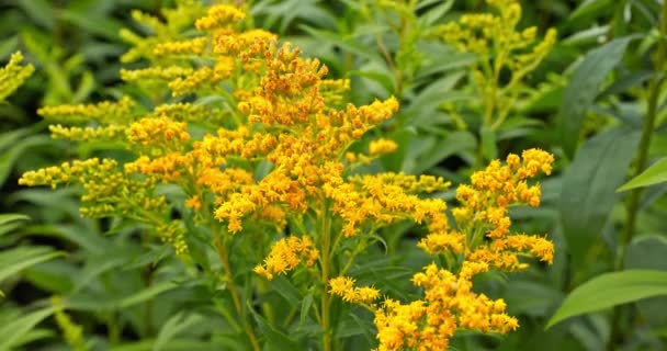 クローズアップビューで豊富な開花ソリッドグランテア 永遠の植物の黄色い花は優秀な秋の食糧として薬および養蜂で使用されます — ストック動画