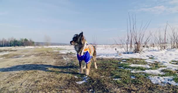 Крупный План Лохматой Собачке Разноцветной Собачьей Куртке Собака Выходит Улицу — стоковое видео