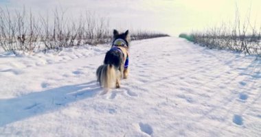 Küçük bir köpek karda duruyor ve önüne bakıyor. Köpek bir köpek ceketi giyiyor. Güneşli bir gün ve karda gölgeler ve pençe izleri görebilirsiniz. Köpek arkasına bakar ve ters yöne yürür.