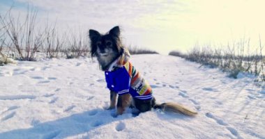 Ön planda renkli bir ceket giyen bir köpek oturuyor. Köpek sahiplerinin emrine itaat eder ve karda oturur. Uzakta geniş bir açık alan uzanır..